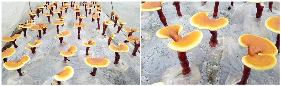 dried reishi mushroom powder