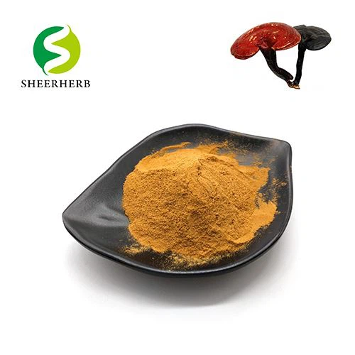 Bột chiết xuất nấm Reishi