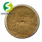 Bột chiết xuất lá Senna